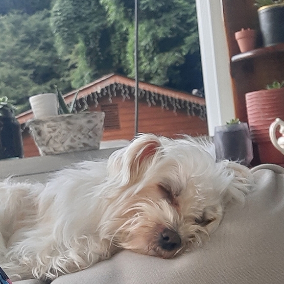 Meet your Posher, Marilyn - Picture 1 of 1